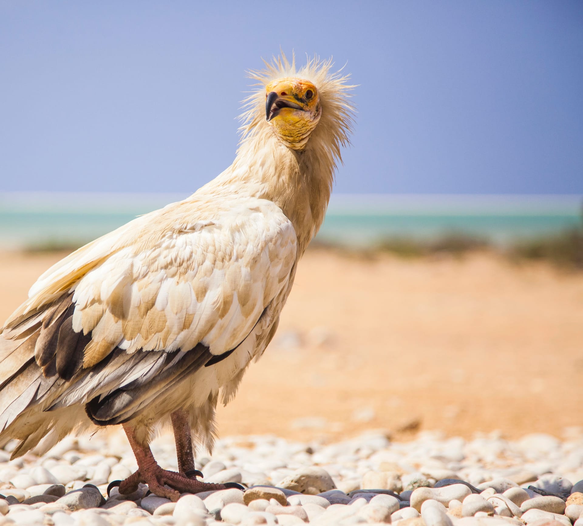 An Egyptian vulture standing on a pebble beach.