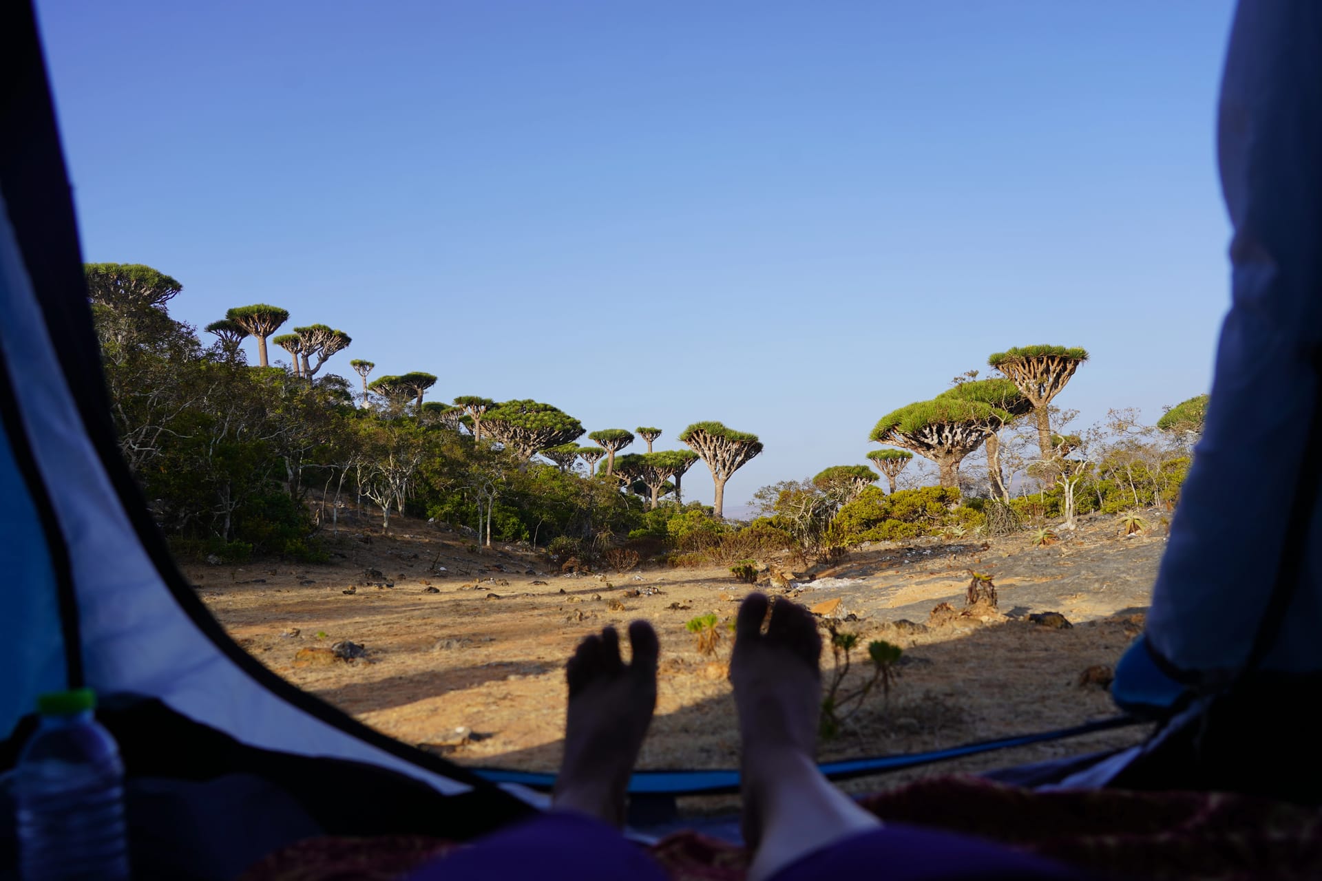 The view from an open tent to a dragon’s blood forest, a traveller’s bare feet in the doorway.