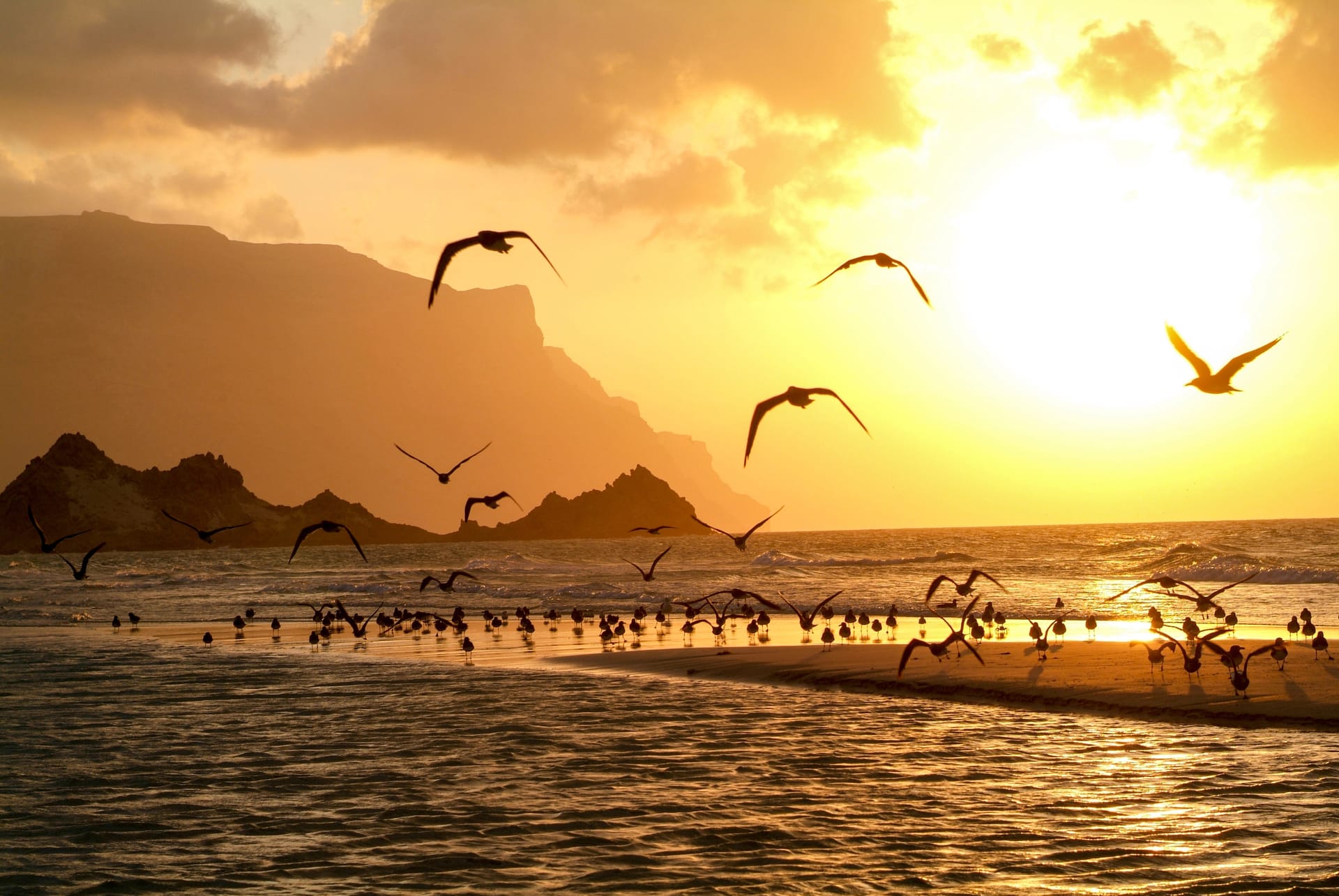 Seabirds over the beach at Qalansiyah at sunset, a dark headland behind.