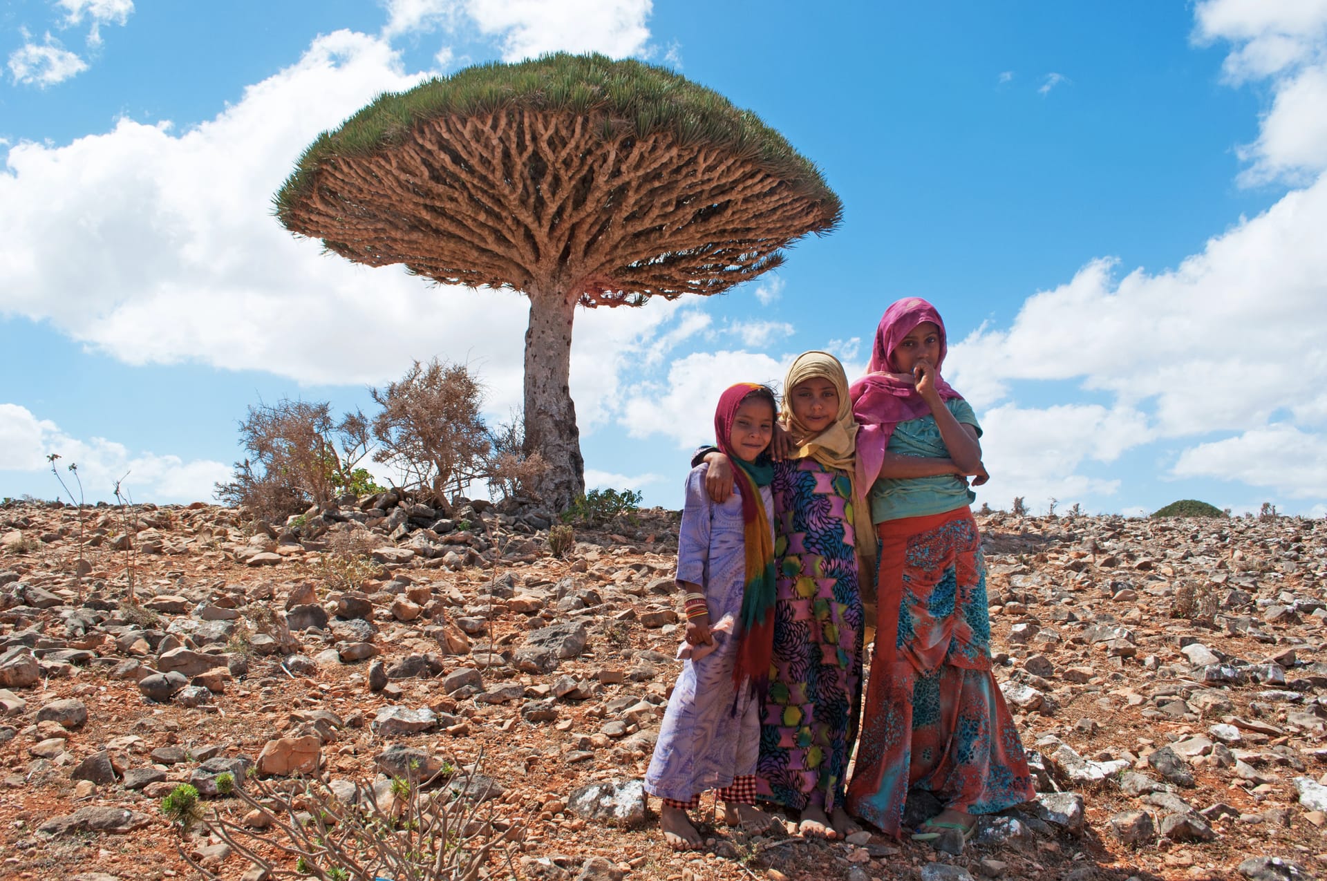 Three girls in bright dresses beside a dragon’s blood tree on the Diksam Plateau.