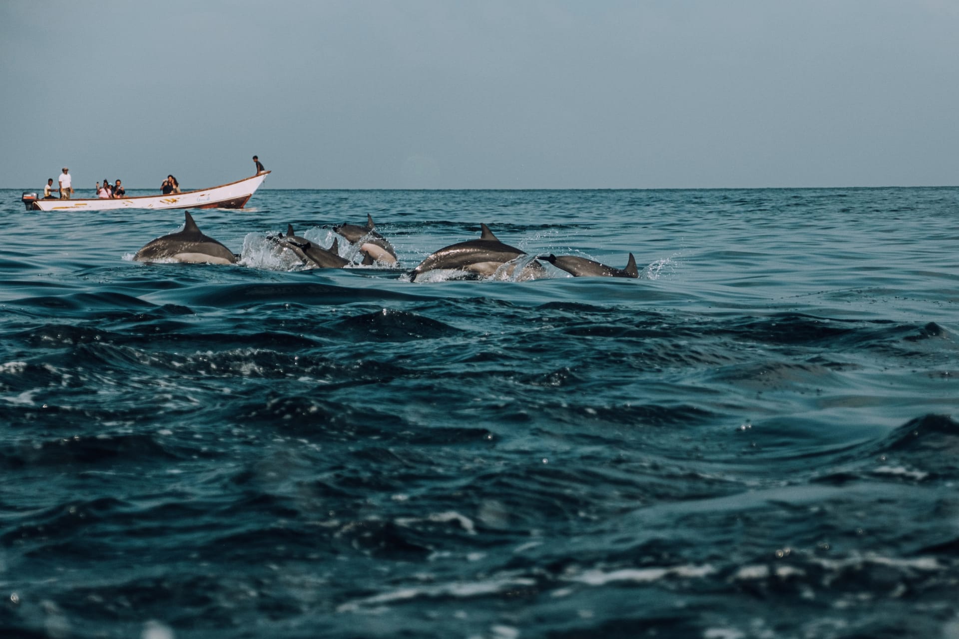 Dolphins leaping beside a small boat of visitors off Shoab.