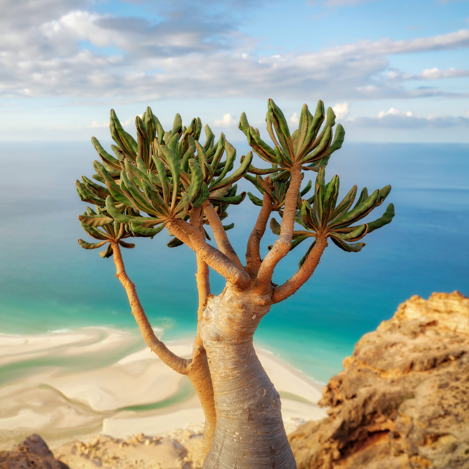 A flowering bottle tree on a rocky height above the turquoise sea.