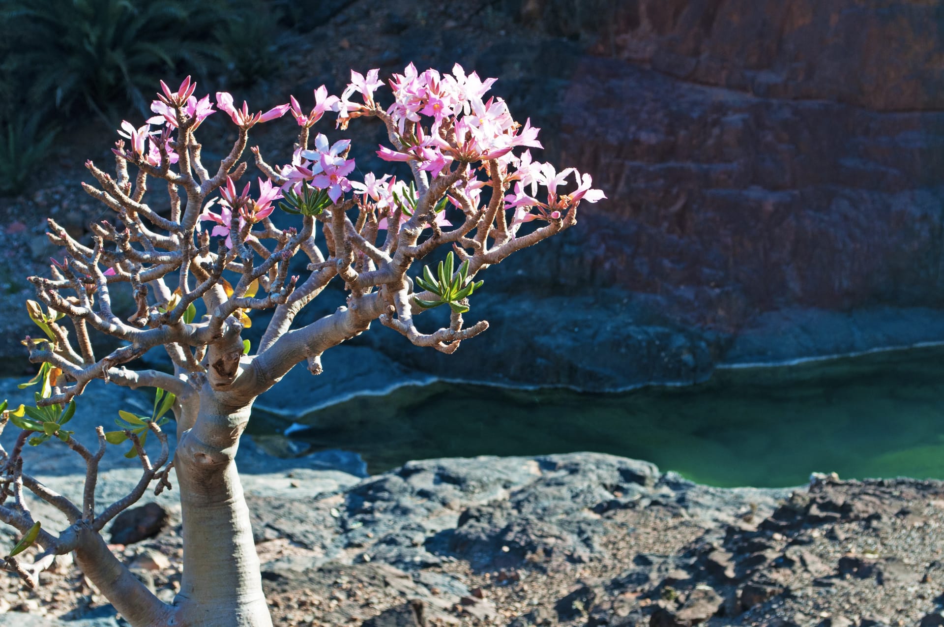 A desert rose in pink flower above the green water of the Dirhur canyon.