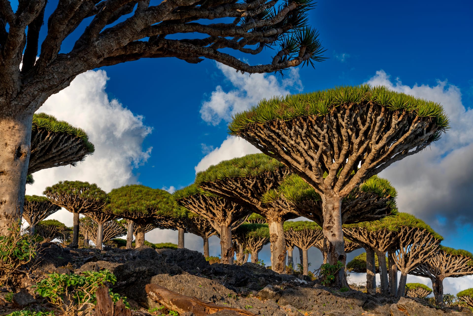 Dragon’s blood trees under a blue sky with white cloud.