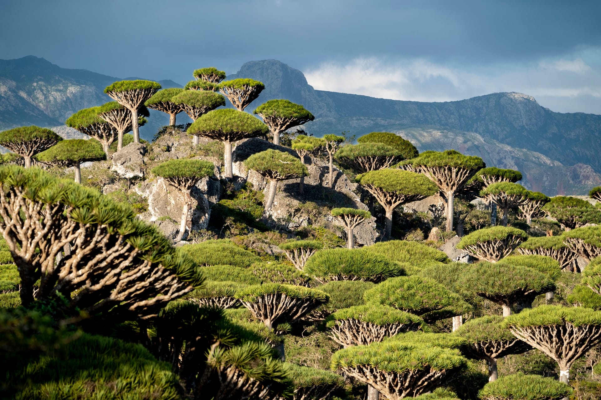 Dragon’s blood trees crowd a rocky slope in Socotra’s highlands, grey mountains behind them.
